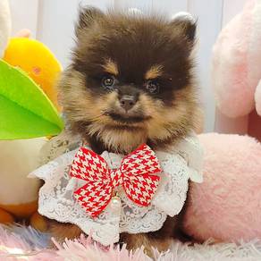 Pomeranian