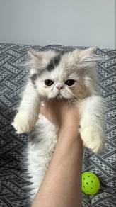 Father is Persian, Mother is Exotic short hair