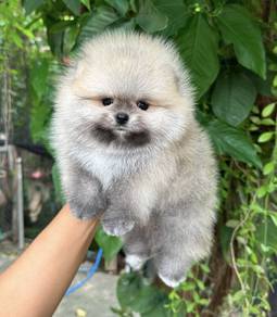 POMERANIAN PUPPIES A212🌻 Pretty Fluffy Girl