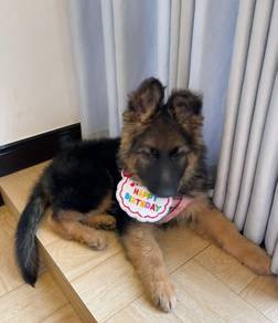German Shepherd