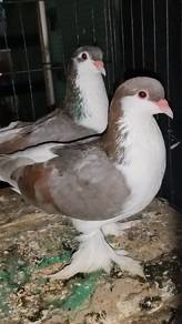 burung merpati 