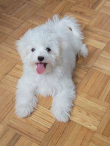 A7365 Beloved Maltese Marshallow Puppy Dog