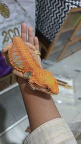 cicak bearded dragon