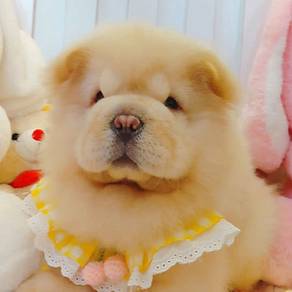 Chow Chow