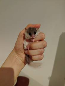 Dormouse male
