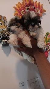 Shihtzu 