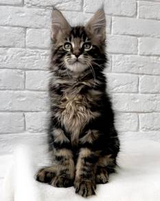 Maine Coon kitten