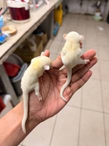 sugar glider Pair