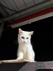 Cat For Sale