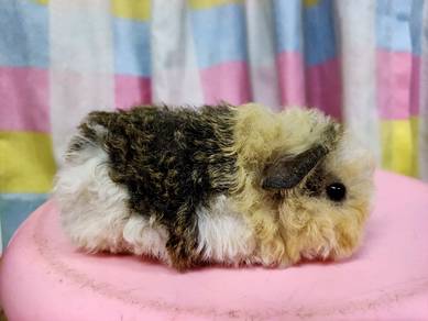 Curly haired Guinea pig 