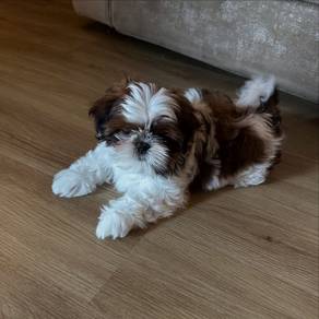 K3063 Kissy-faced Shih Tzu / Shihpoo / Cute / Tric