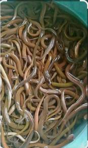 belut kamunting 