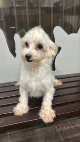 Maltese Male 1.5 years old Dog