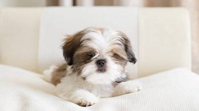 Shih tzu