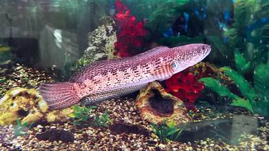 Channa cobra