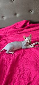 sphynx