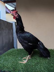 Ayam aseel parrot beak 