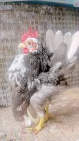 ayam serama rinting kelabu