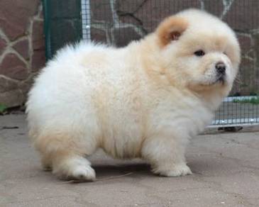 SSBV-1000 Chow Chow cream white haired puppy