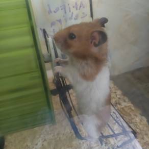 Syrian hamster