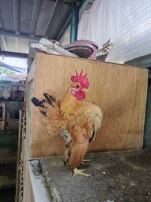 Ayam Serama