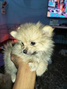 teacup Pomeranian 