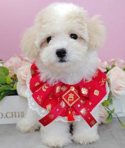Maltipoo