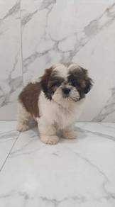 Shih Tzu Puppy (Male)