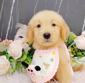 Golden Retriever