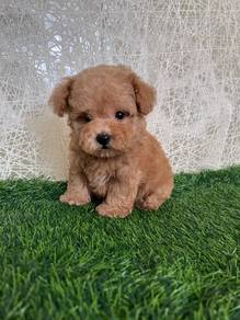 Poodle 