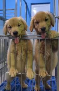 MKA Golden Retriever