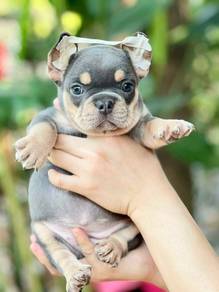 Cute French Bulldog Puppy - Female - FB07