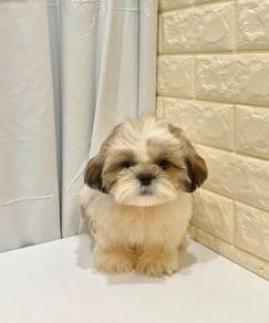 J0327 Shih Tzu Long Hair Fluffy Puppy