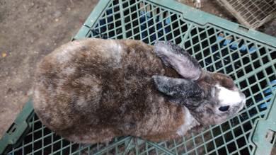 Pejantan Bapak Arnab Minirex Magpie