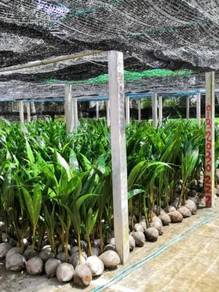 Benih kelapa Tua manis/ sgg tulen