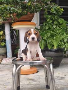Pure Breed Beagle (Last 2 Female) 最后两只 比格犬 女生