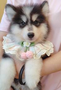 Husky