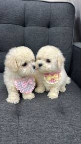 Bichon Frise Male n Female Puppies