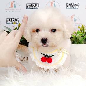 Maltipoo