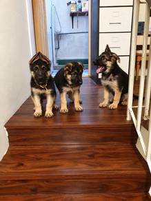 German Shepherd