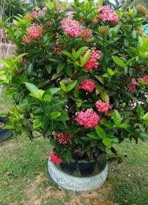 Bunga Exora / siantan / jejarum / Pecah warna pink