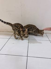 kucing bengal