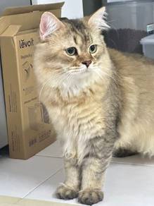 Kucing British Long Hair BLH