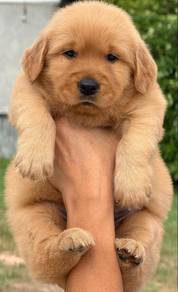 Golden retriever 5