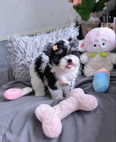 Grey white poodle -Girl 