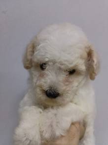 Tiny Poodle