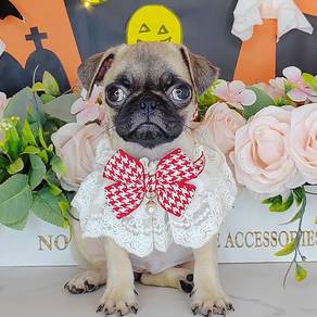 Pug