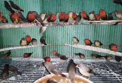 Burung strawberry finch #pipitstrawberry