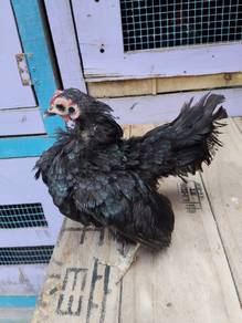 ayam serama 