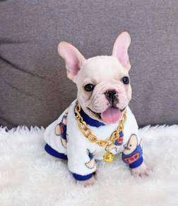FRENCH BULLDOG PUPPIES VIP264🌻Cute & Healthy Boy